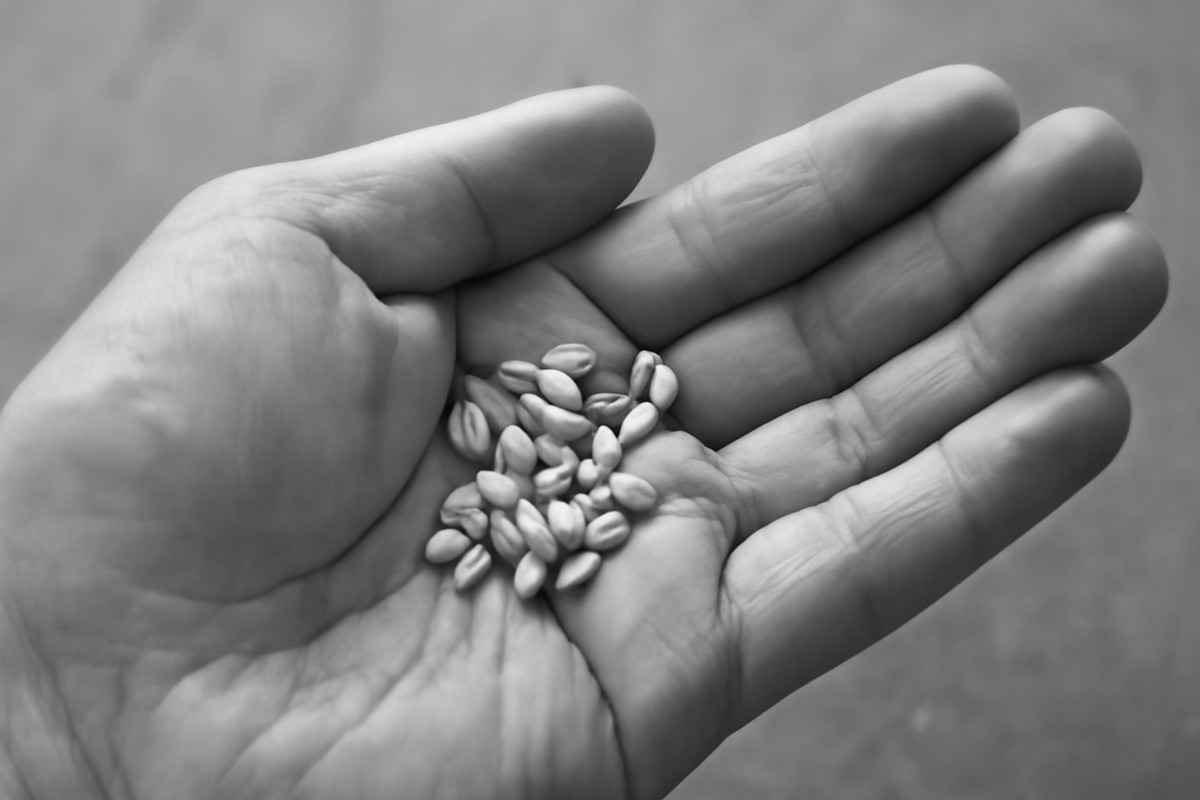 Seed Saving