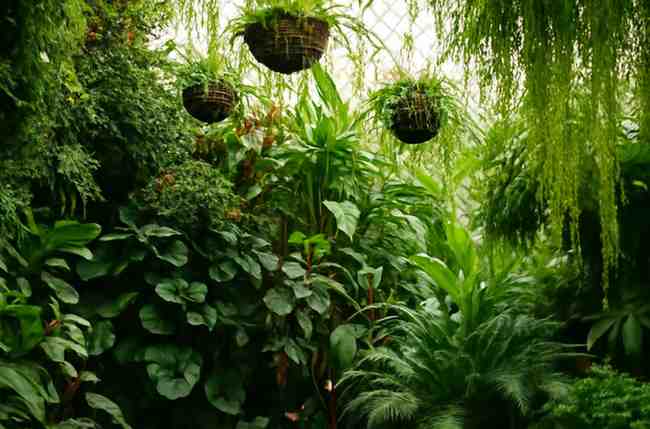 Chemical-Free Organic Garden