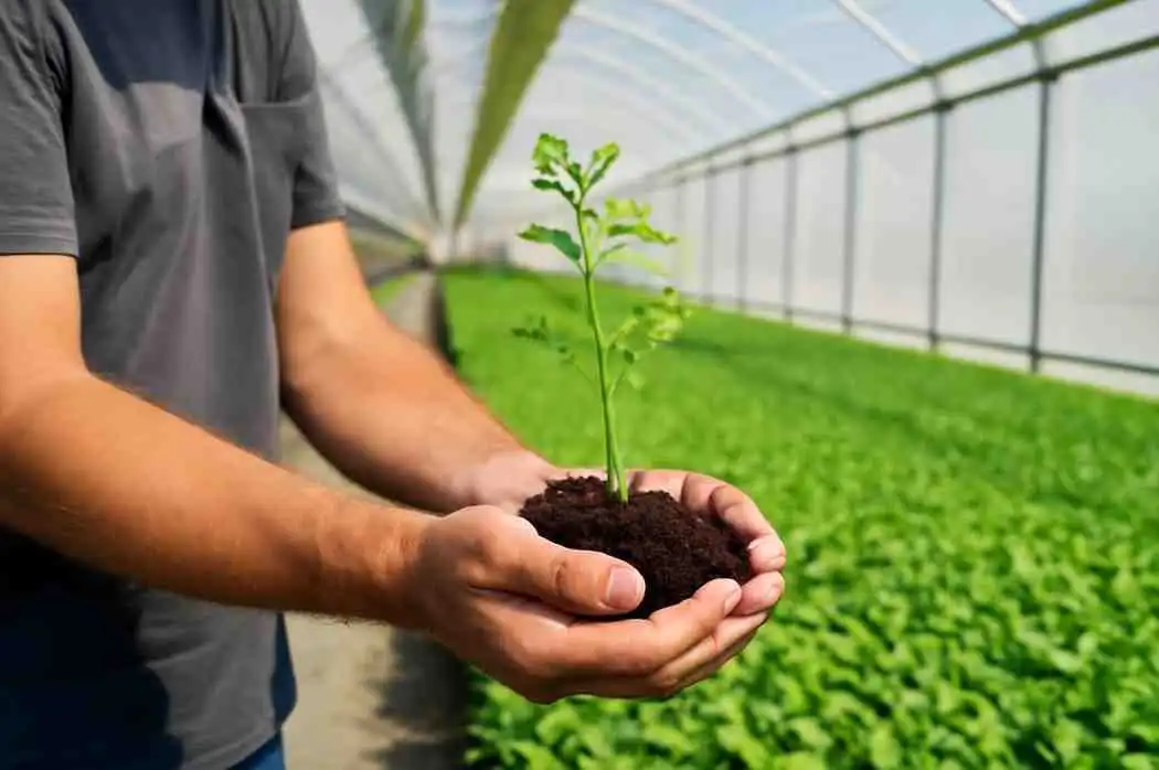 Grow Plants